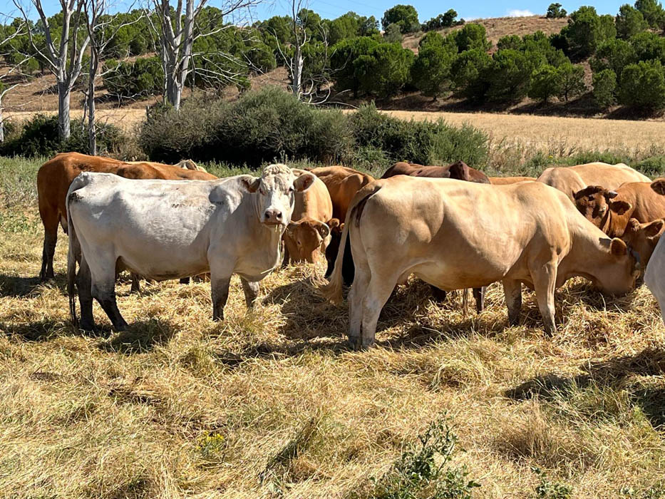 Castilla y León impulsa el relevo generacional en el campo con 5 millones de euros en ayudas para la sucesión de explotaciones agrarias 